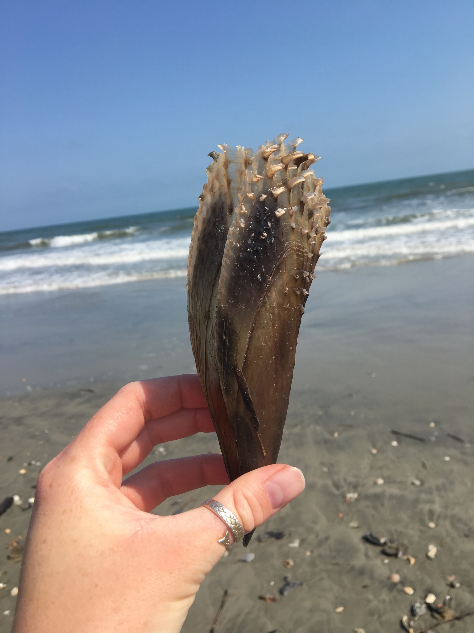 Sawtooth Pen Shell (Marine Invertebrates of Jekyll Island, GA) · iNaturalist