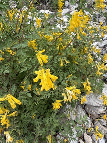 Corydalis speciosa iNat (3)