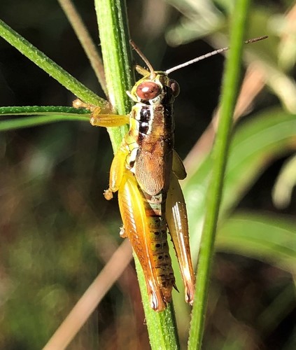 Eotettix palustris
