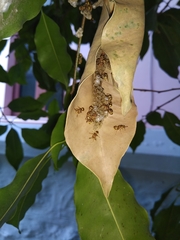 Ropalidia variegata