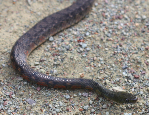 Xenochrophis trianguligerus