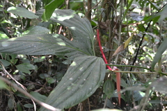 Anthurium madisonianum image