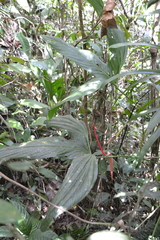 Anthurium madisonianum