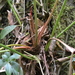Anthurium madisonianum