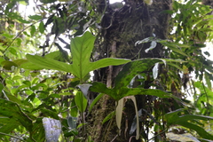 Anthurium madisonianum