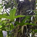 Anthurium madisonianum 2