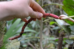 Anthurium madisonianum