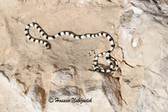 Dark-Headed Dwarf Racer photo 1