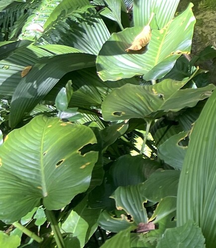 Homalomena philippinensis, photograph 6