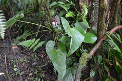 Anthurium obtusilobum