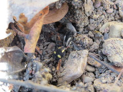 Traumatomutilla parallela