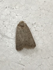 Lepidoptera