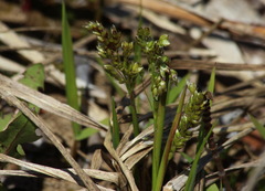 Anthoxanthum glabrum