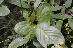 Anthurium panduriforme