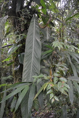 Anthurium pseudospectabile