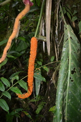 Anthurium pseudospectabile