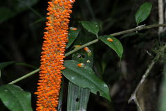Anthurium pseudospectabile
