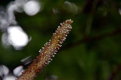 Anthurium pseudospectabile
