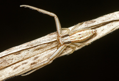 Runcinia acuminata