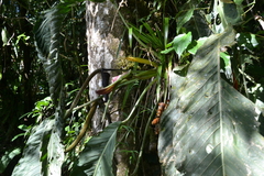 Anthurium pseudospectabile