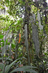 Anthurium pseudospectabile