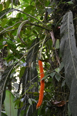 Anthurium pseudospectabile