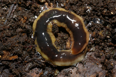 Arthurdendyus triangulatus