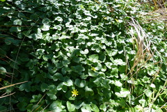 Ficaria verna ficariiformis