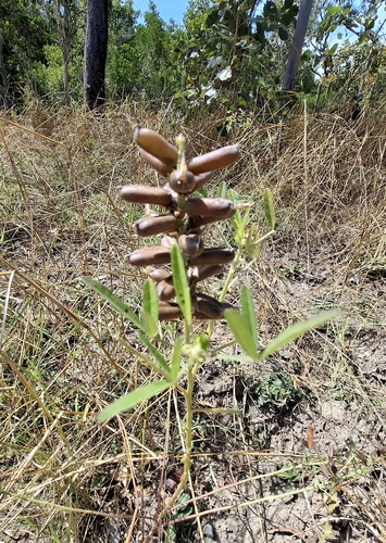 Gambia Pea (Crotalaria goreensis)