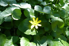 Ficaria verna ficariiformis