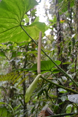 Anthurium ravenii