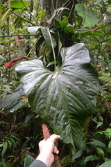 Anthurium ravenii
