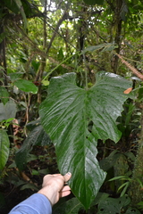 Anthurium ravenii