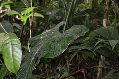 Anthurium ravenii