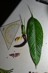 Image of Anthurium lancifolium