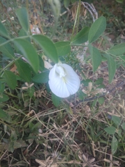 Clitoria ternatea albiflora