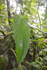 Anthurium talamancae