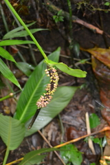 Anthurium talamancae