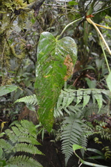 Anthurium talamancae