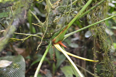 Anthurium talamancae