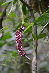 Anthurium talamancae