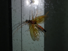 Opheltes glaucopterus barberi