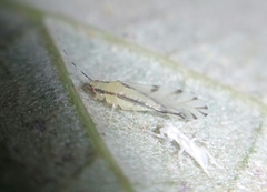 Eucallipterus tiliae