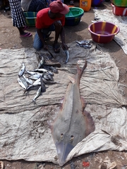 Glaucostegus cemiculus