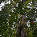 Philodendron findens - Photo (c) Letizia Weichgrebe, alguns direitos reservados (CC BY-NC)