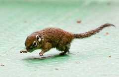 Sundasciurus jentinki