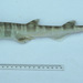 Australian Sawtail Catshark - Photo (c) Ken Graham, some rights reserved (CC BY-NC), uploaded by Ken Graham