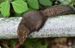 Sundasciurus everetti