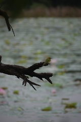 Merops orientalis