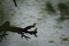 Merops orientalis